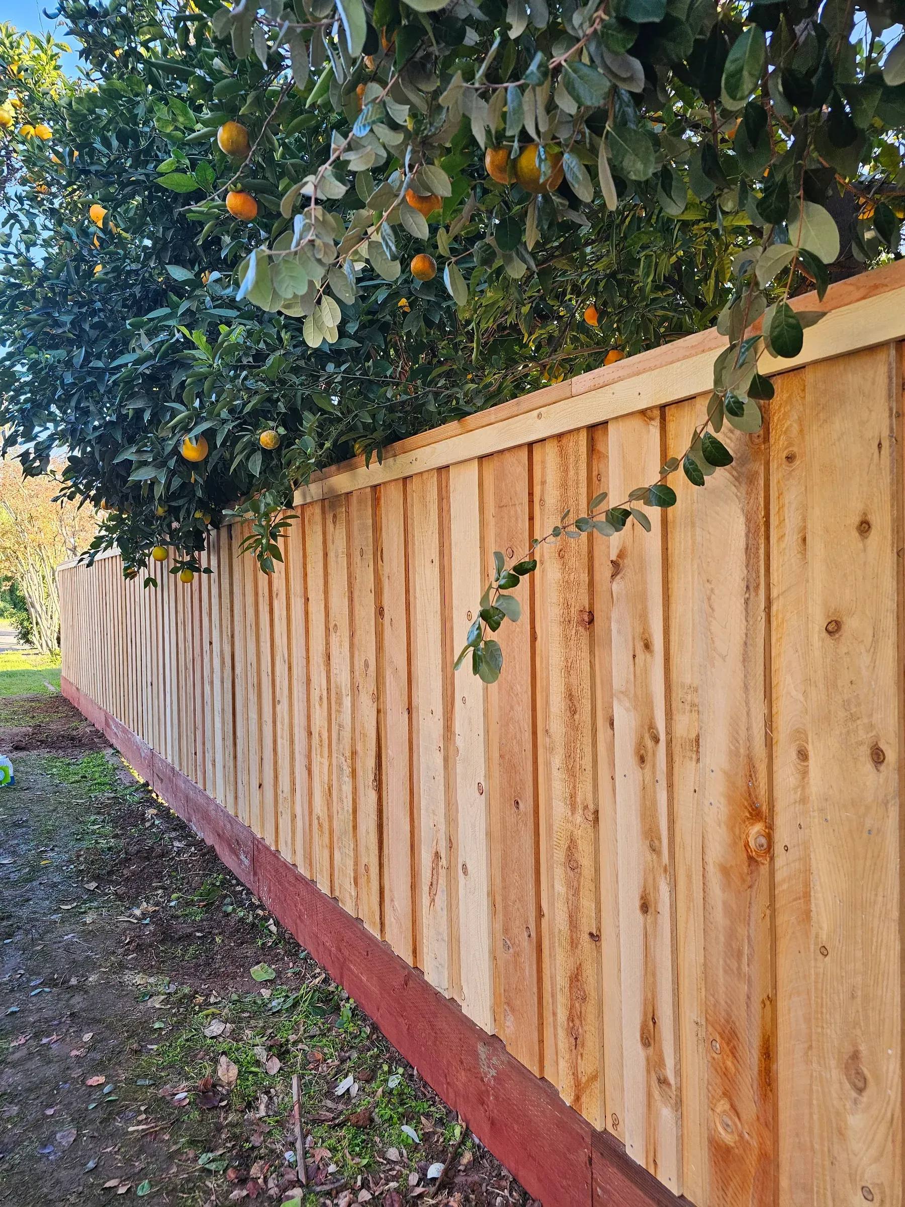 A new wood fence line with tightly set pickets running under a citrus tree.